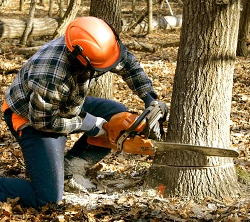 Tree Removal in Center Ridge, AR